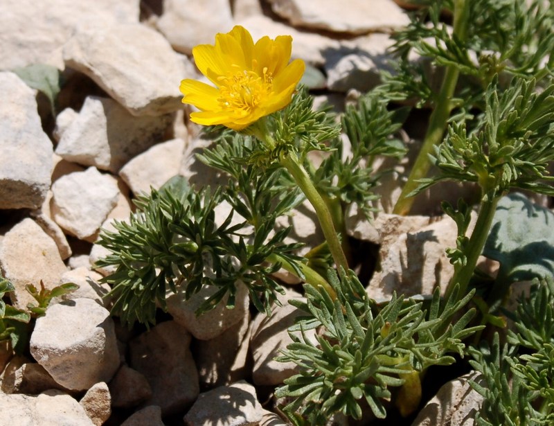 Fioriture magellensi  6